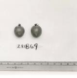 Click for 1 image(s) for this accession. FRUIT
